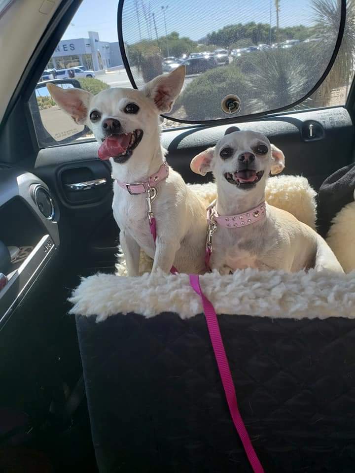 El Paso Veterinary Hospital
